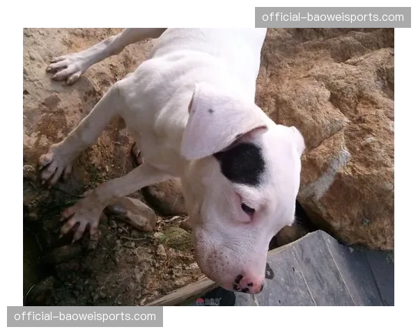 巴拉圭延续“南美猎犬”的传统风格,其坚韧的防守将是所有对手的噩梦。 巴拉圭延续“南美猎犬”的传统风格,其坚韧的防守将是所有对手的噩梦。